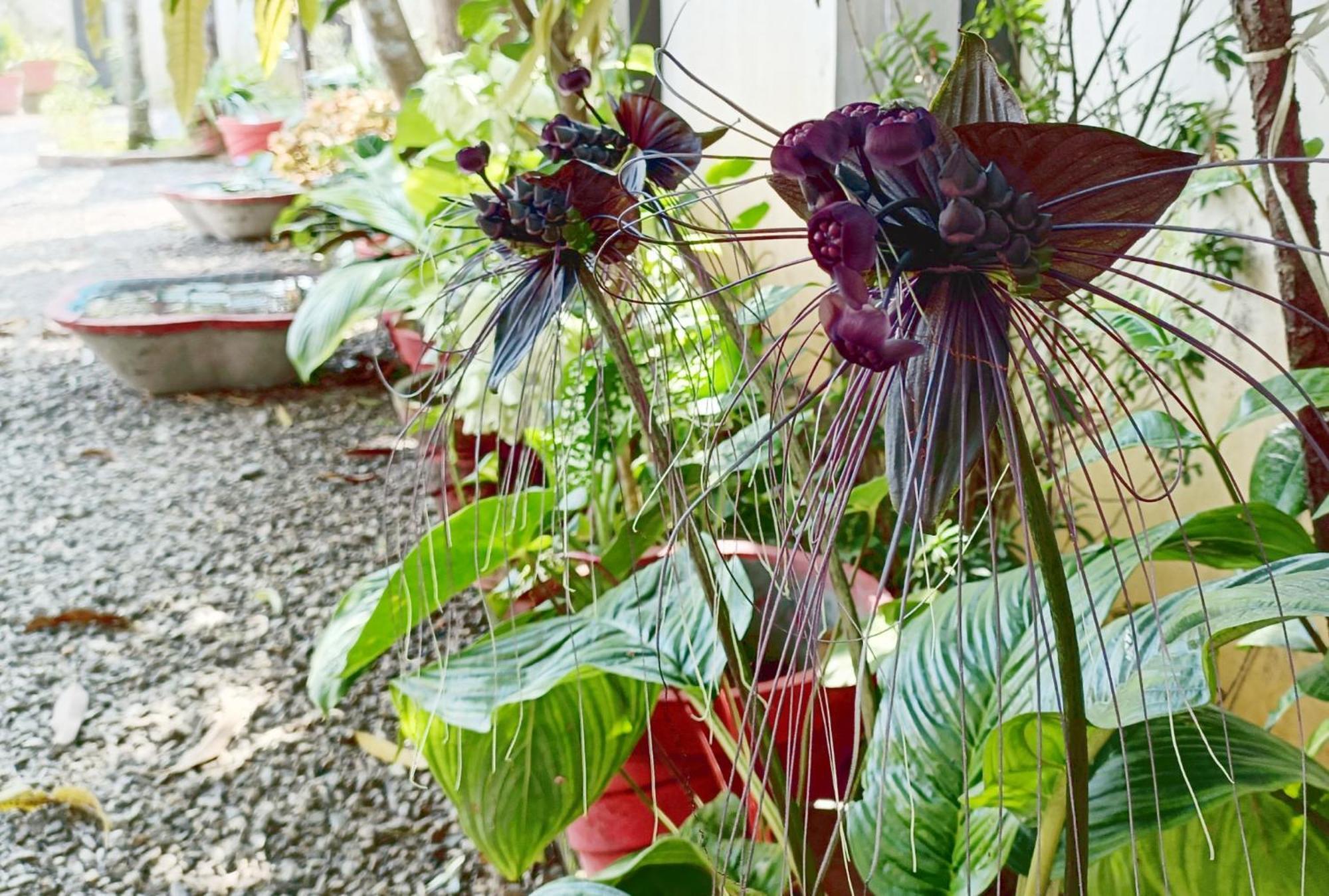 Alma Homestay Mararikulam Ngoại thất bức ảnh